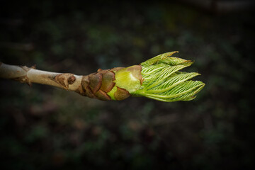 chestnut leaves unfold from a bud in early spring