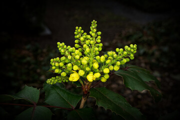 Mahonia aquifolium yellow flowers of a Oregon grape or holly-leaved berberry