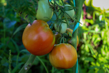 Green and red tomatoes on the vine.