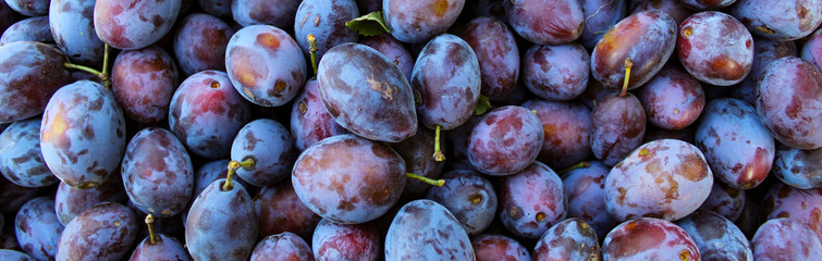 Banner. Ripe plums. Close up of fresh plums, top view. Macro photo food fruit plums. Texture background of fresh blue plums. Image fruit product. D'Agen French prune plum. Plums with a few leaves.