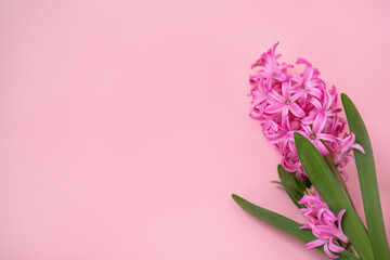 Beautiful hyacinths on a pink background. Pattern, texture, background