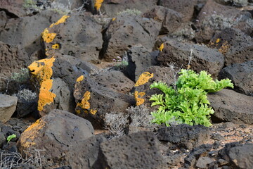 Plantas costeras