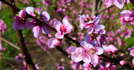 peach blossom, peaches bloom in spring