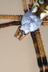 Portrait of a Black and Yellow Argiope