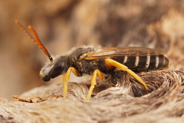 Closeup of a male great banded furrow bee, Halictus scabiosae on wood