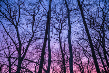 USA, Massachusetts, Cape Ann, Gloucester. Tree silhouettes at dusk.