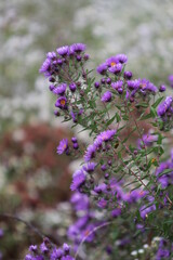 wildflowers in a field