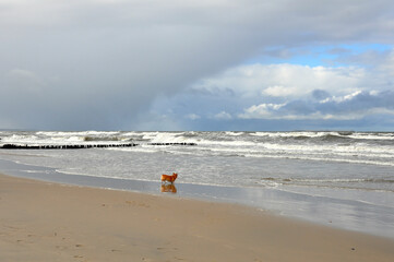 Spring landscape of the Baltic Sea in early March 2021. The owner walks with a Welsh Corgi dog on the beach.