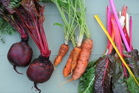 Freshly picked carrots, chard and beetroots