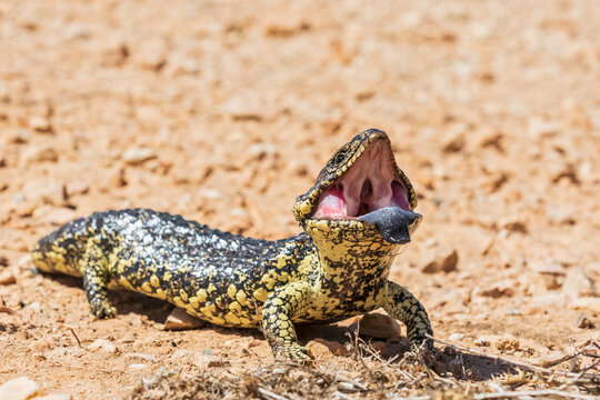 Portrait of blue-tongued&Ocirc;&oslash;&Omega;skink&Ocirc;&oslash;&Omega;(Tiliqua&Ocirc;&oslash;&Omega;rugosa) opening mouth