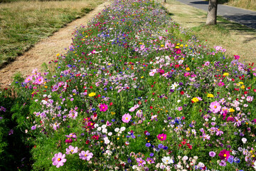 Flowers on meadow