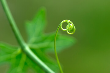 Tendrils of plants by taking very close up shots