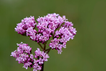 Close up beautiful shot of flower