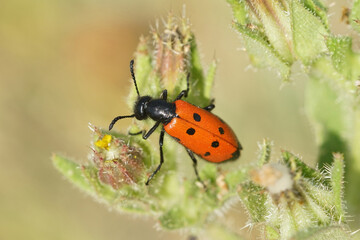 Closeup of a colorfull blister beetle , Mylabris quadripunctata a parasite on solitary bees