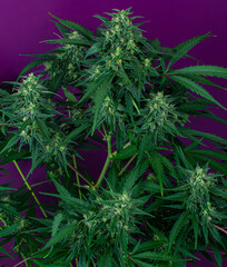 Texture from cannabis plant, in a marihuana indoor cultivation. 