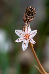 Close up beautiful shot of flower