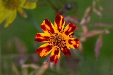 Close up beautiful shot of flower