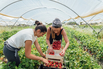 Female farm workers arranging strawberries in box at farm
