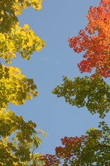 autumn leaves against blue sky