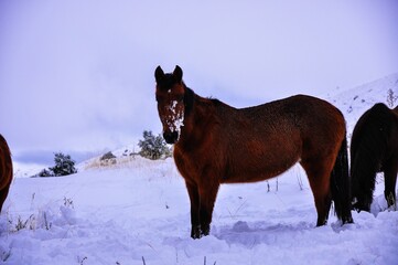 horse in winter