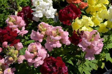 multicoloured dragon flowers or snapdragons 