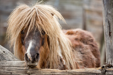 Beautiful brown pony horse, eye contact. Outdoor portrait, farm life, rural Bulgaria