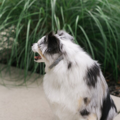 Toy australian Shepard wearing grey collar