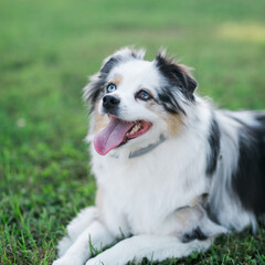 Obraz premium Toy australian Shepard wearing grey collar