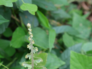 Selective focus on tip of a hairy frond