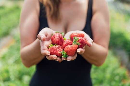 Female farmer holding fresh ripe strawberries in hands