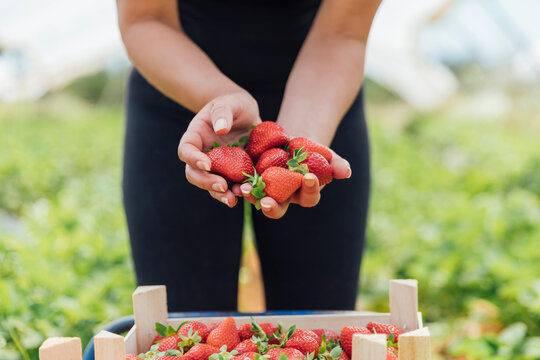 Female farm worker holding fresh strawberries at organic farm