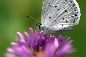Spring Azure butterfly on purple flower and green background