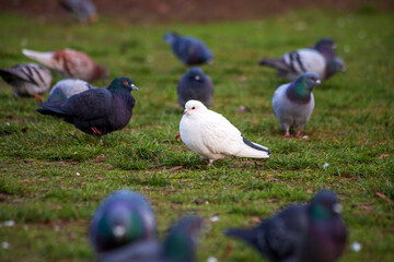 Portrait of white dove standing outdoors among flock