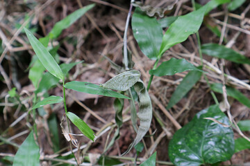 A small white butterfly Psyche on a grass leaf