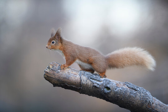 Red squirrel sitting on branch, Scotland