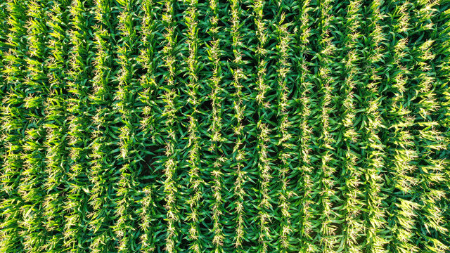 Aerial view of field at sunset