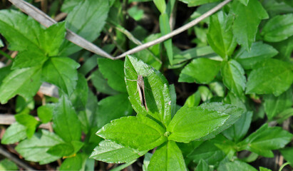 Overhead view of tickseed plant several green leaves and small grey color butterfly resting on one of a leaf