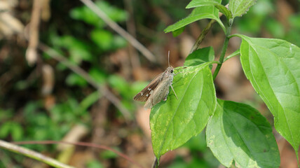 Close up of a ceylon swift butterfly on a leaf