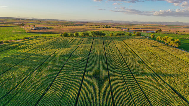 Aerial view of field at sunset