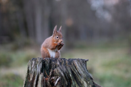 Cute red squirrel having food while sitting on branch