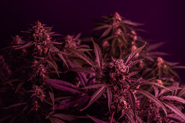 Texture from cannabis plant, in a marihuana indoor cultivation. 
