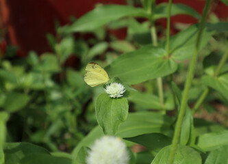 A one spot grass yellow butterfly on white flower