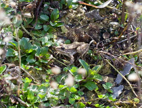 Grenouille, crapaud
