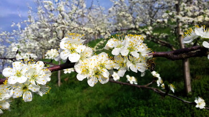 plum flowers in spring, white plum blossoms
