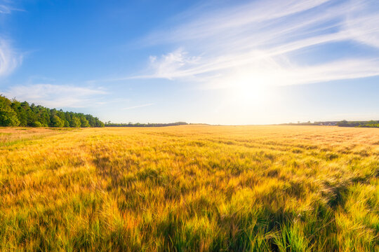 Scotland, East Lothian, Field of barley (Hordeum vulgare)