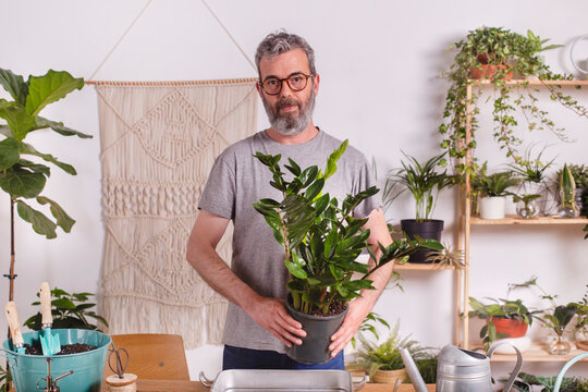Mature man holding potted plant of Zamioculcas Zamiifolia while standing at home
