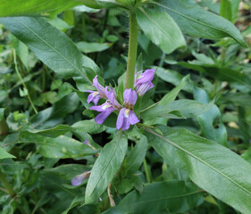 Selective focus on few purple color flowers and leaves of marsh barbel plant