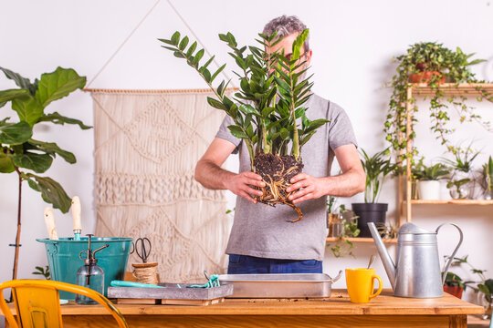Man holding Zamioculcas Zamiifolia plant while standing at home