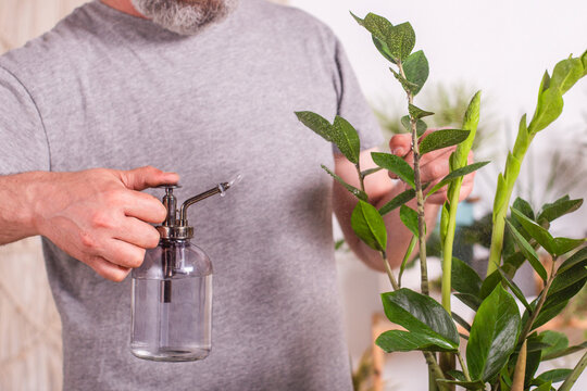 Man spraying water on Zamioculcas Zamiifolia plant while standing at home