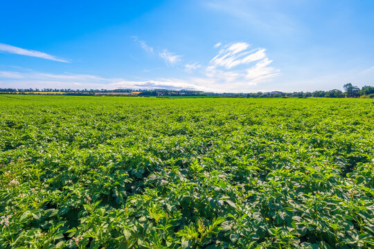 UK, Scotland, East Lothian, Field of potatoes (Solanum tuberosum)